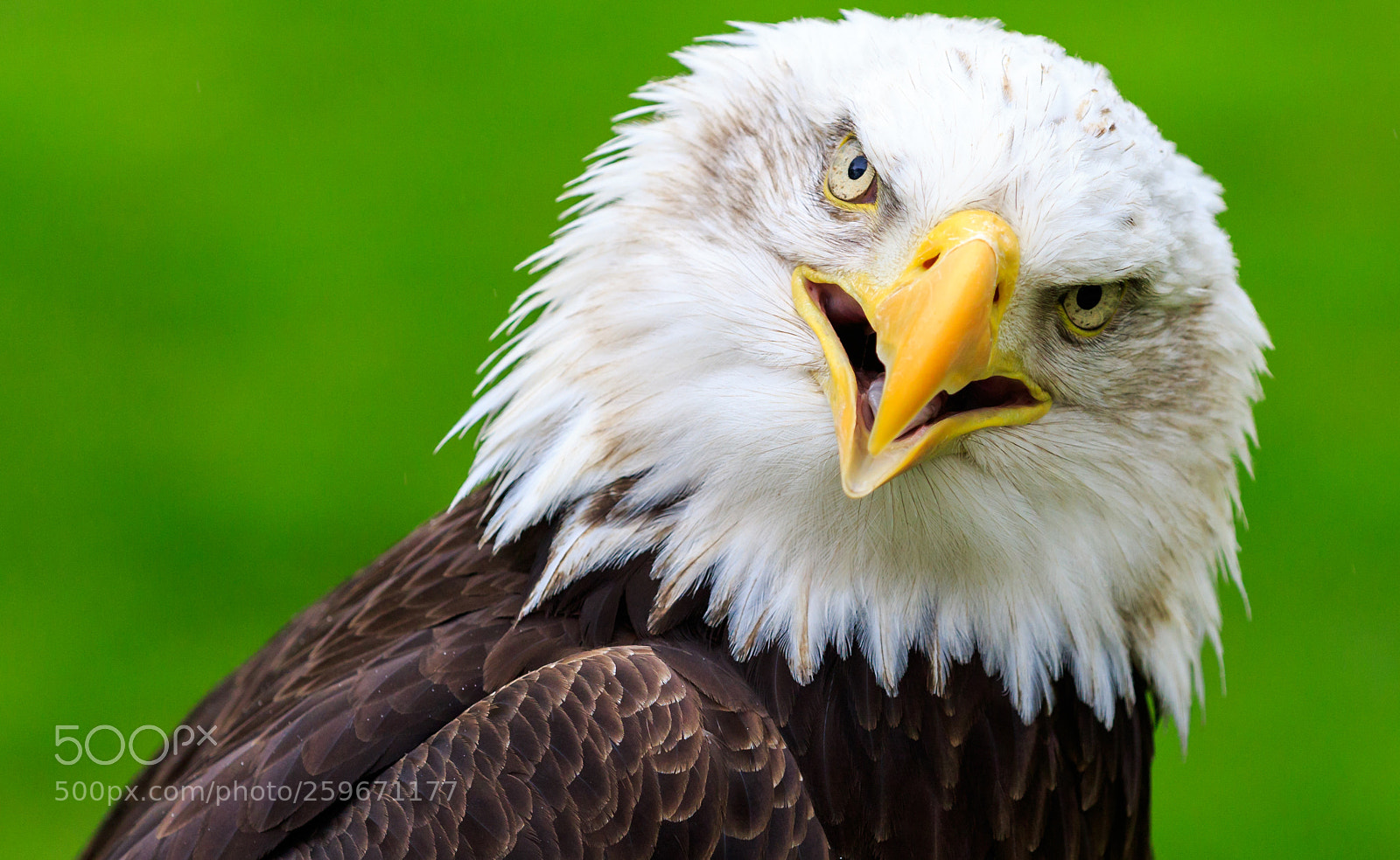 Canon EOS 7D Mark II sample photo. Bald eagle photography