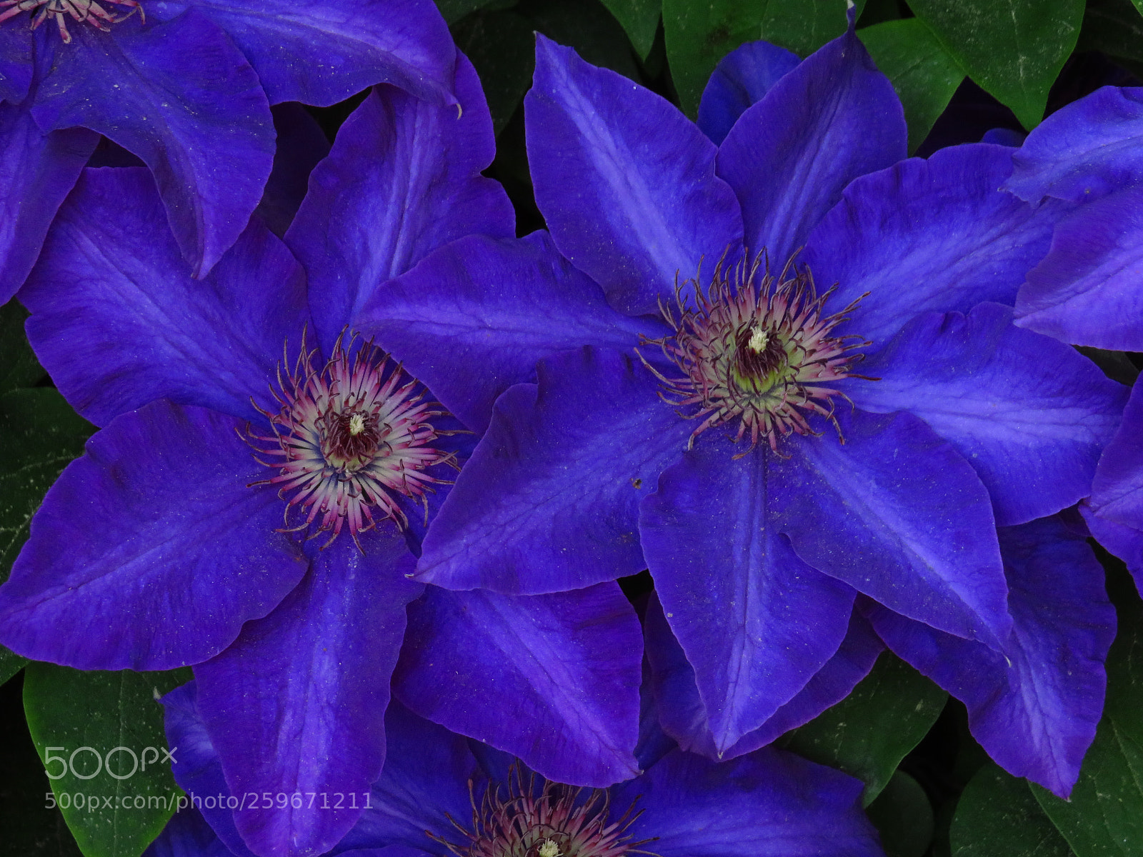 Canon PowerShot SX540 HS sample photo. Clematis photography