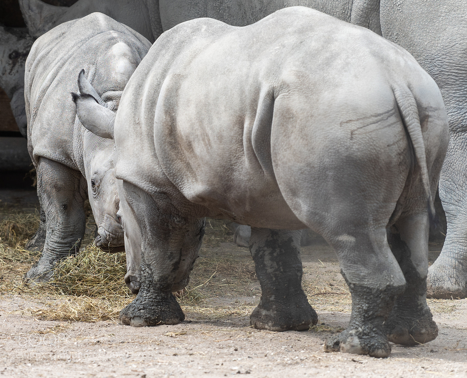 Nikon D810 sample photo. Rhinoceros photography