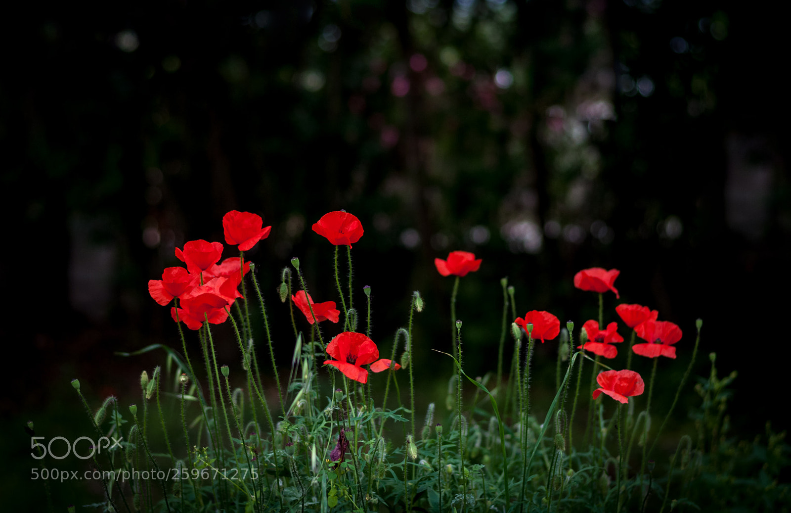 Nikon D90 sample photo. Poppies in a garden photography