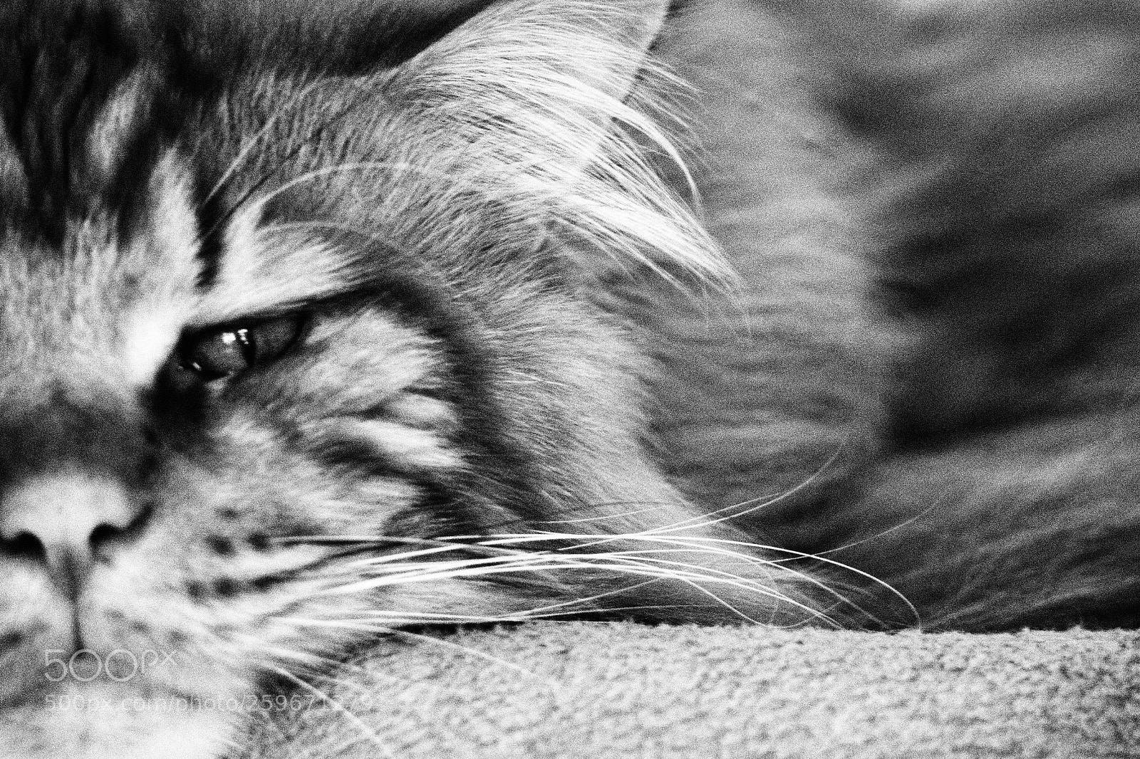 Olympus OM-D E-M10 II sample photo. Kitty cat photography