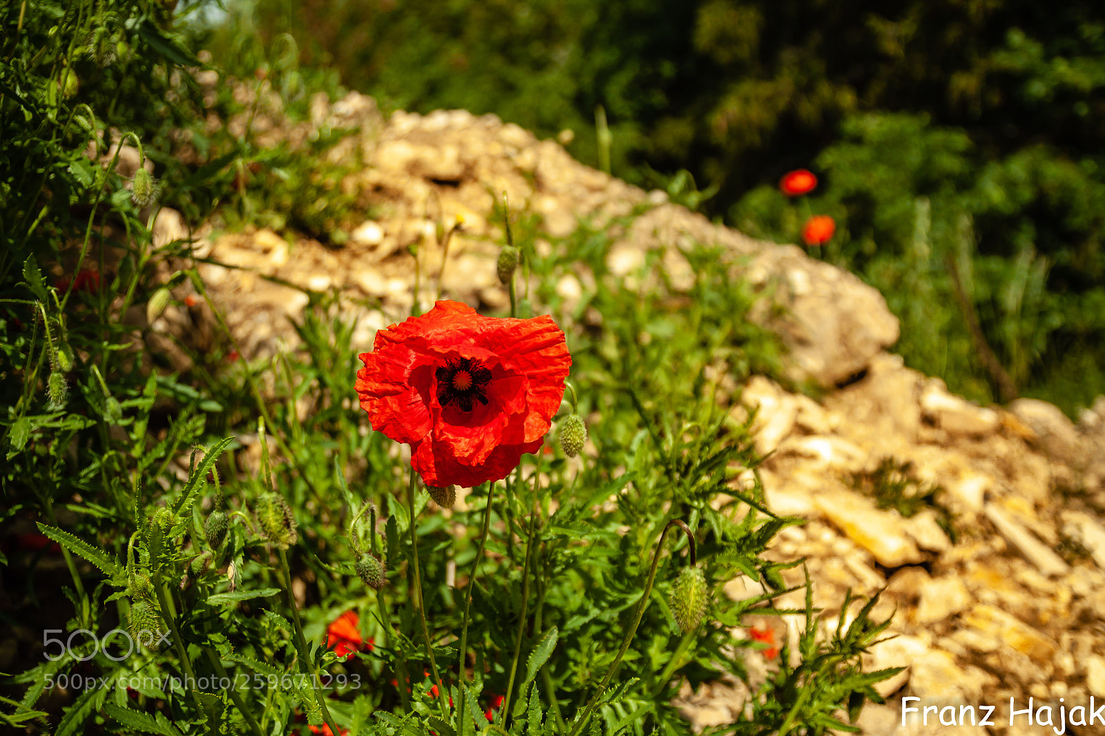 Canon EOS 50D sample photo. Mohnblume_2 photography