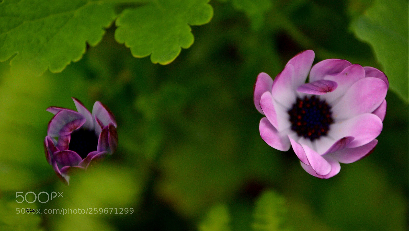 Nikon D3200 sample photo. Peque os desenfoques small photography