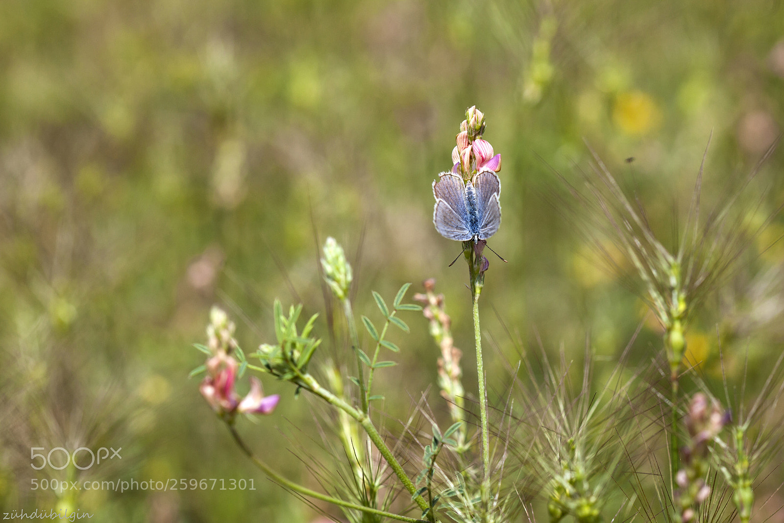 Canon EOS 5D Mark II sample photo. Colors of nature photography