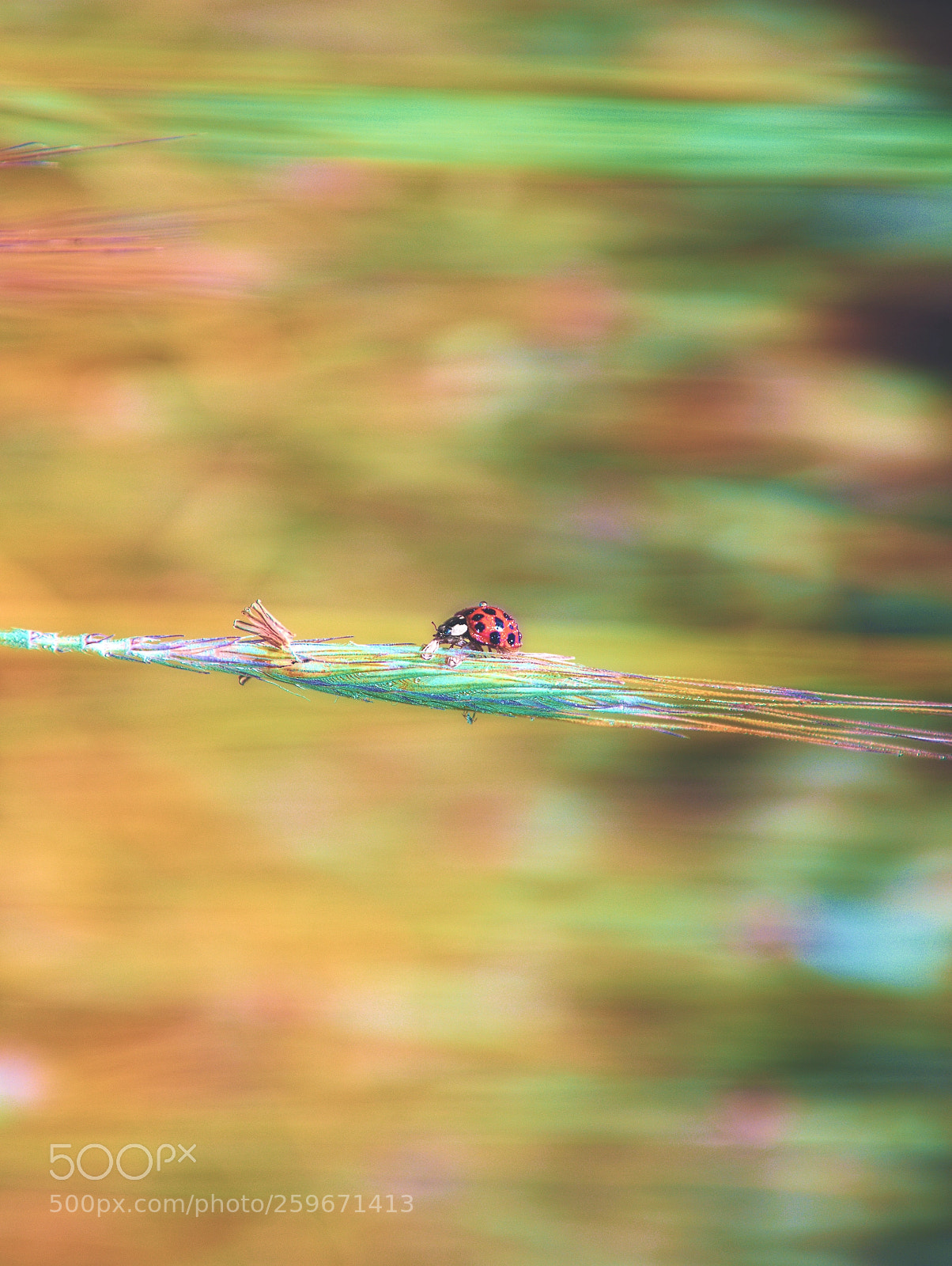 Nikon D3300 sample photo. Rainbow bridge photography