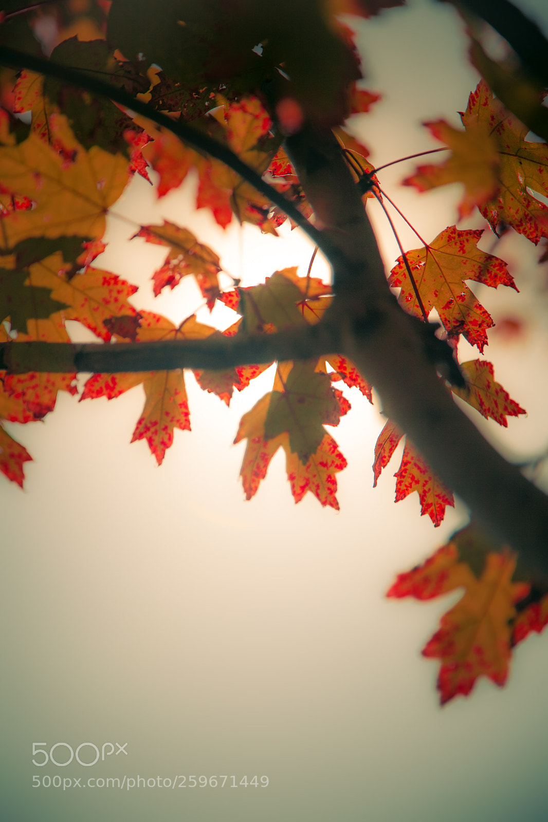 Canon EOS 5D Mark II sample photo. Leaf photography