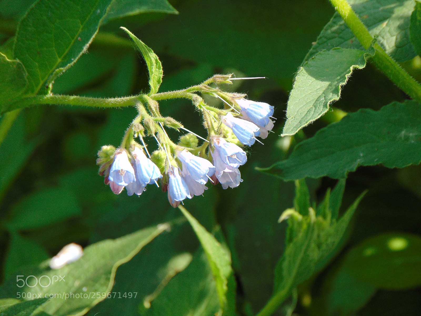 Sony Cyber-shot DSC-H300 sample photo. Flowers photography