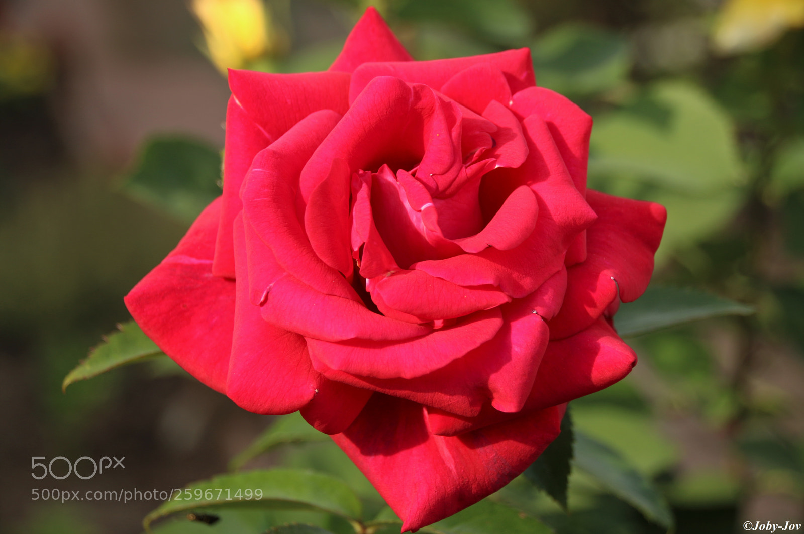 Canon EOS 70D sample photo. La rose rouge photography
