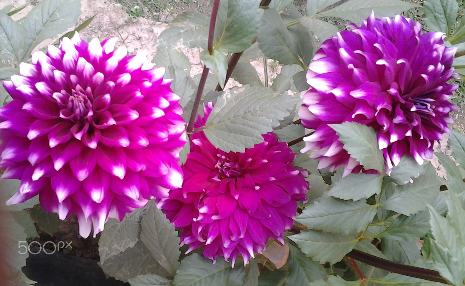 Samsung Galaxy Trend Duos sample photo. Dahlia plant at brac agric. res. & dev. centre. photography