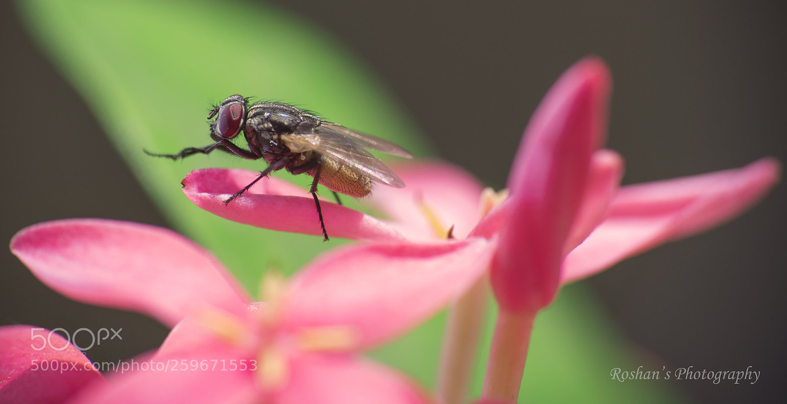 Nikon D750 sample photo. Housefly photography