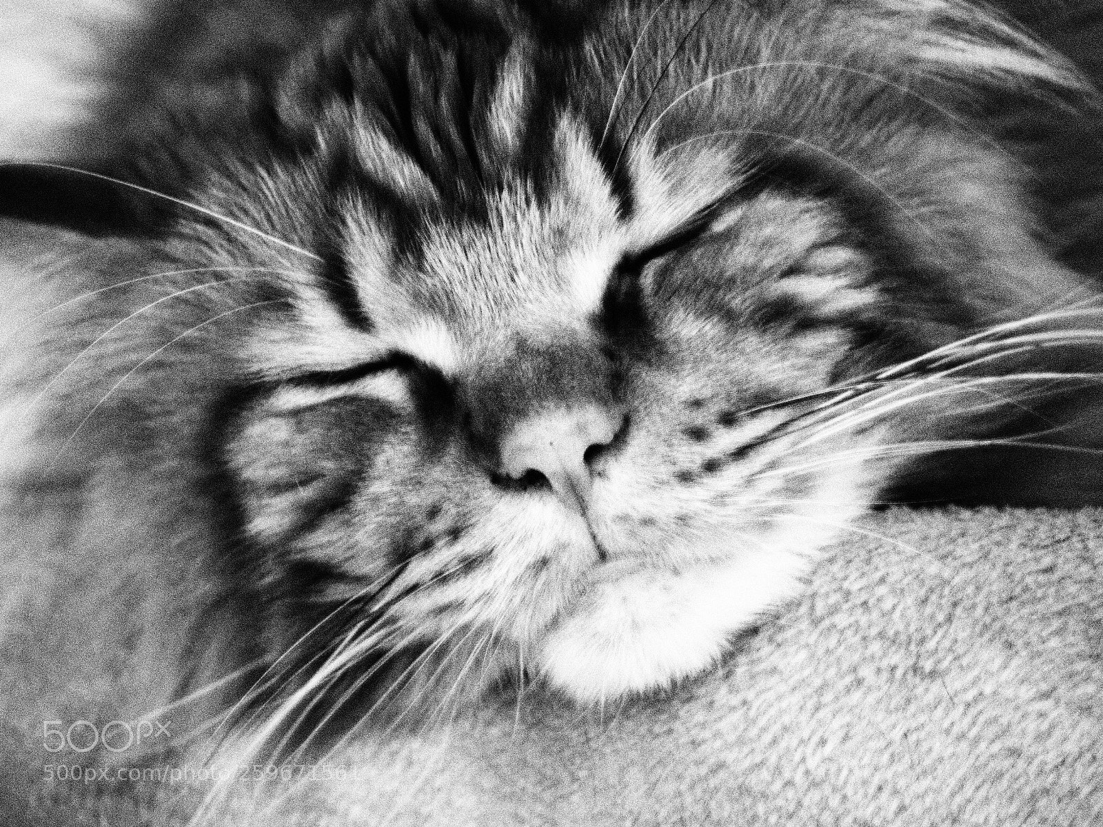 Olympus OM-D E-M10 II sample photo. Kitty cat photography