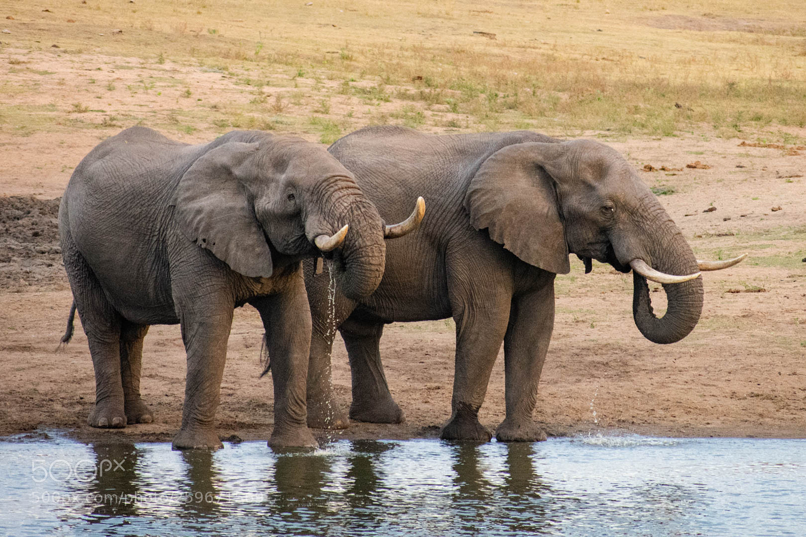 Nikon D3400 sample photo. Elephant at a watering photography