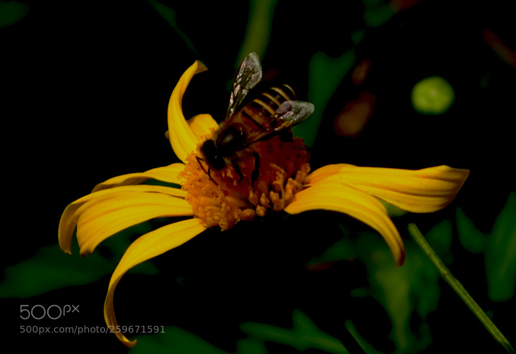 Nikon D5100 sample photo. Untitled photography