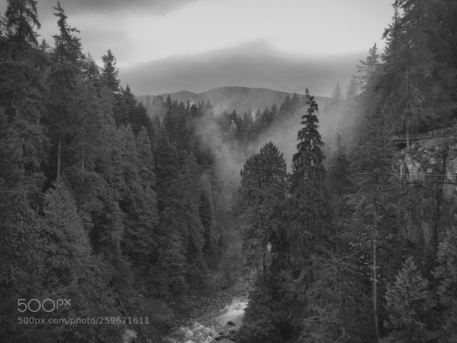 Apple iPhone 6 sample photo. Fog among the trees photography