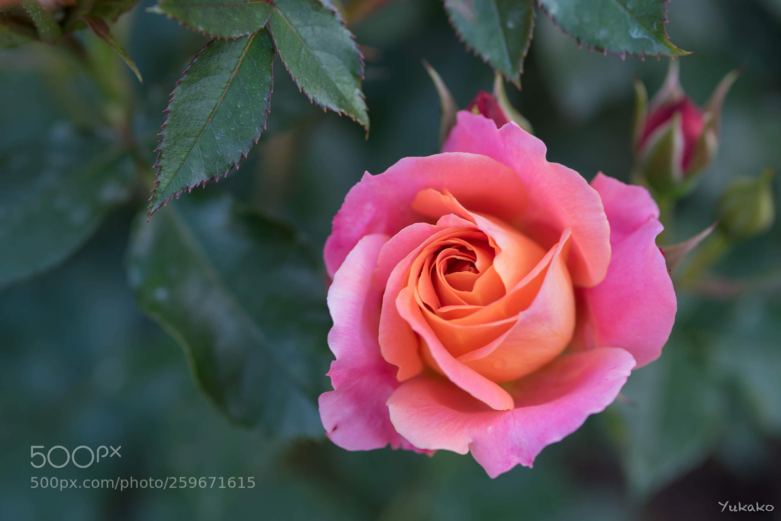 Nikon D750 sample photo. Elegance photography