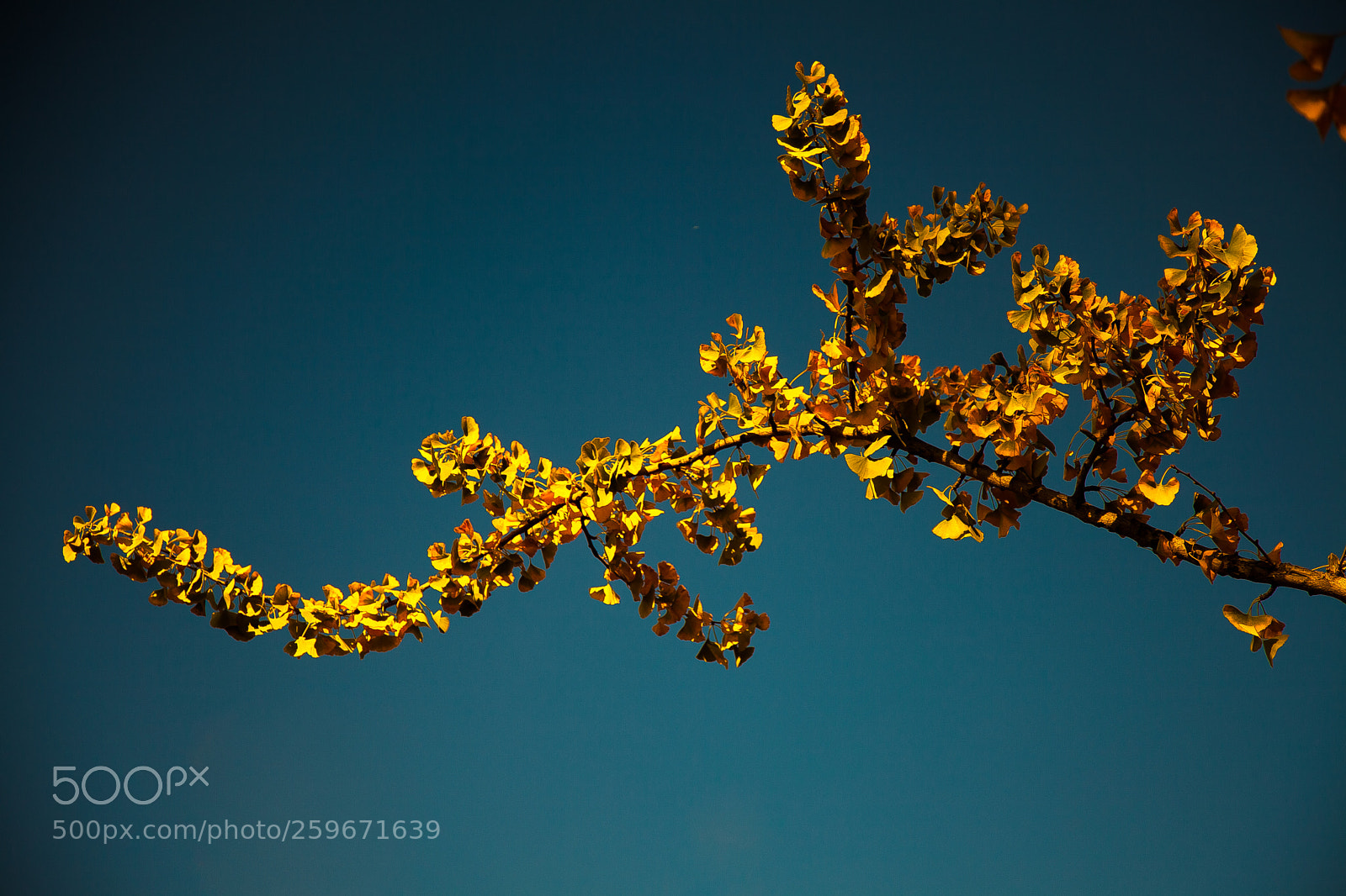 Canon EOS 5D Mark II sample photo. 6-8.jpg photography
