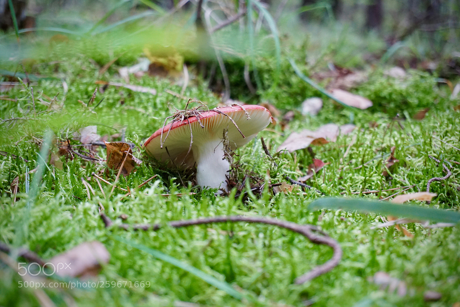 Sony a6000 sample photo. Mushroom photography