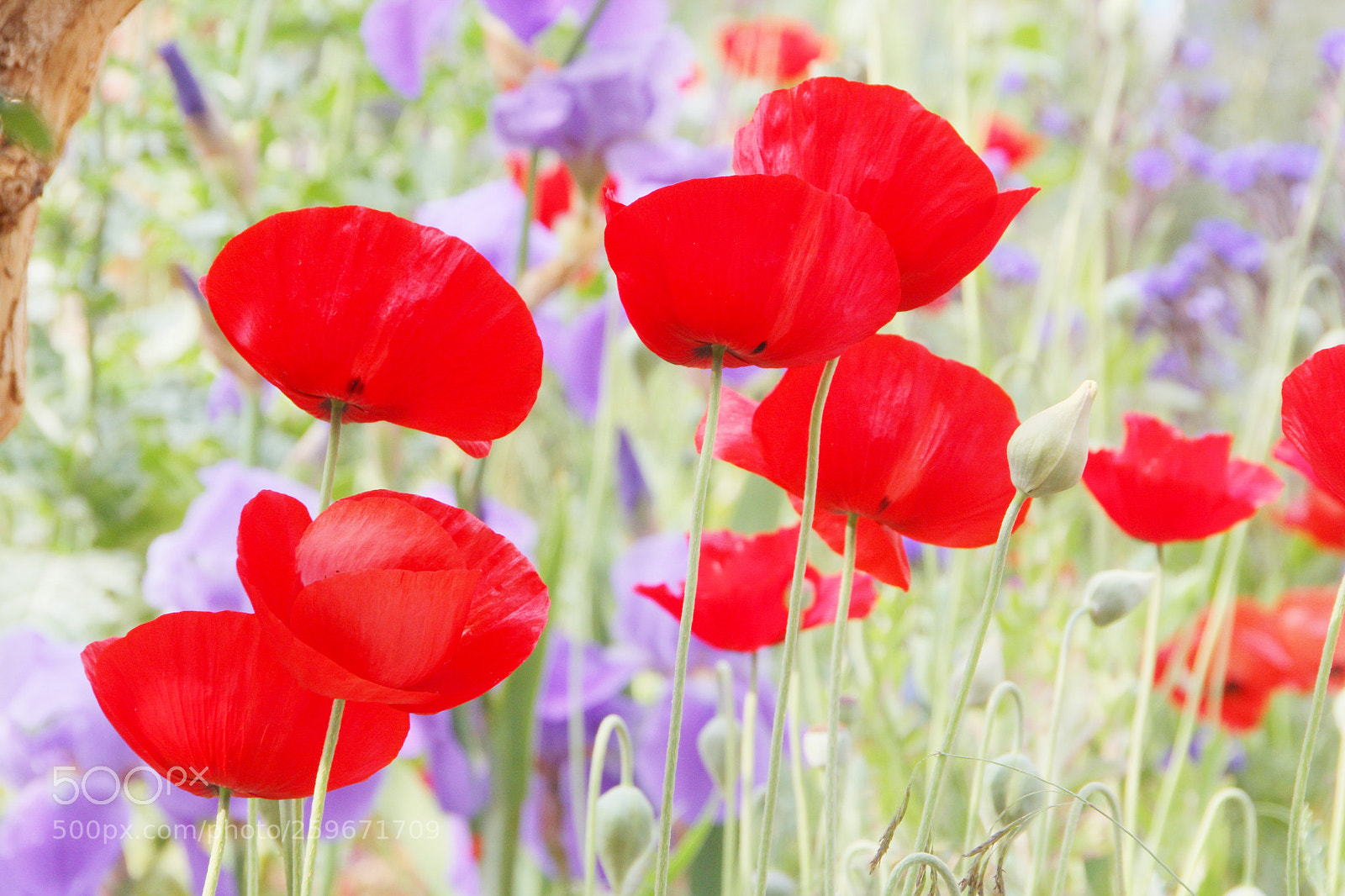 Canon EOS 60D sample photo. Poppies and irises photography
