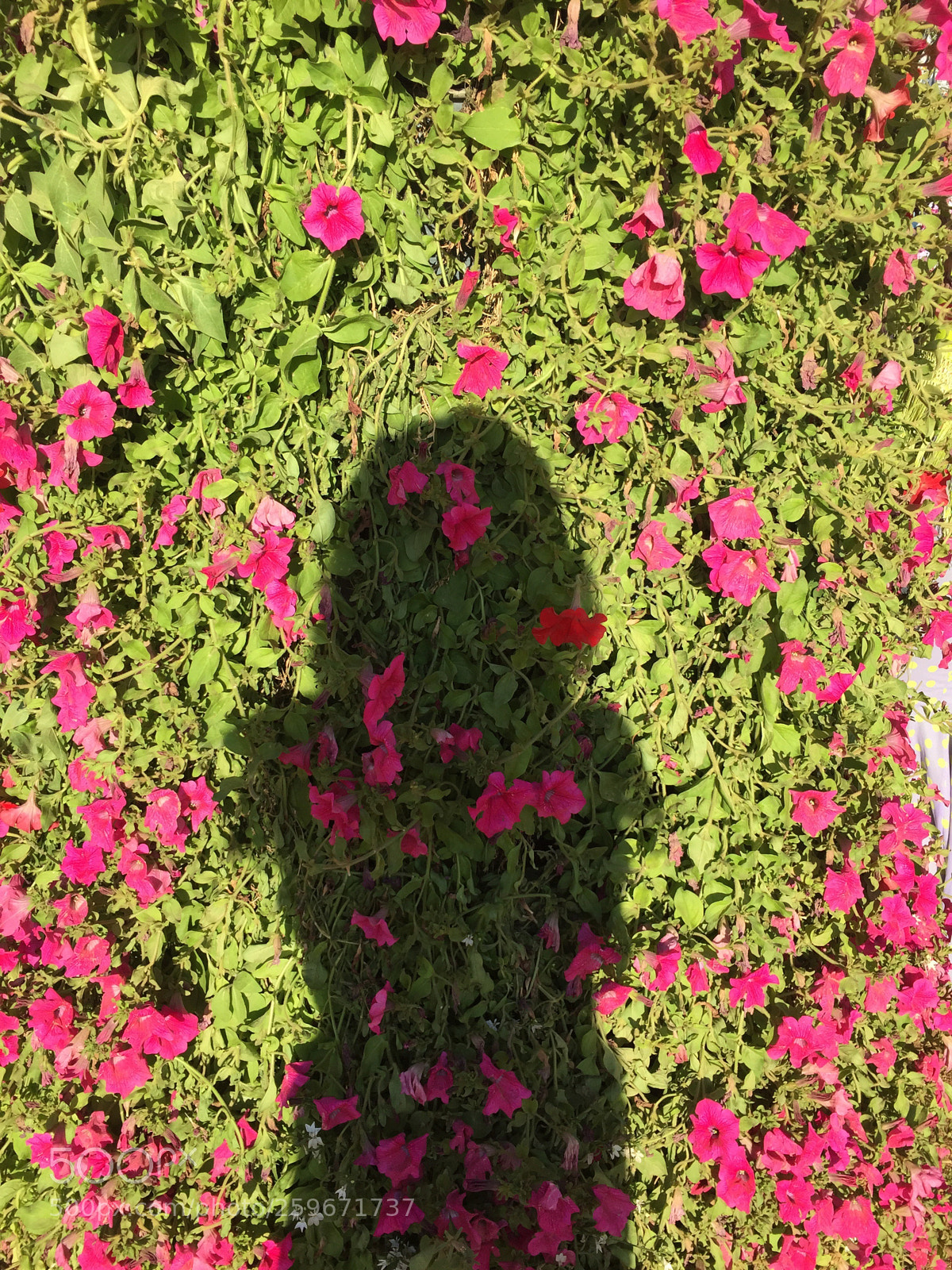 Apple iPhone 6 sample photo. Untitled photography
