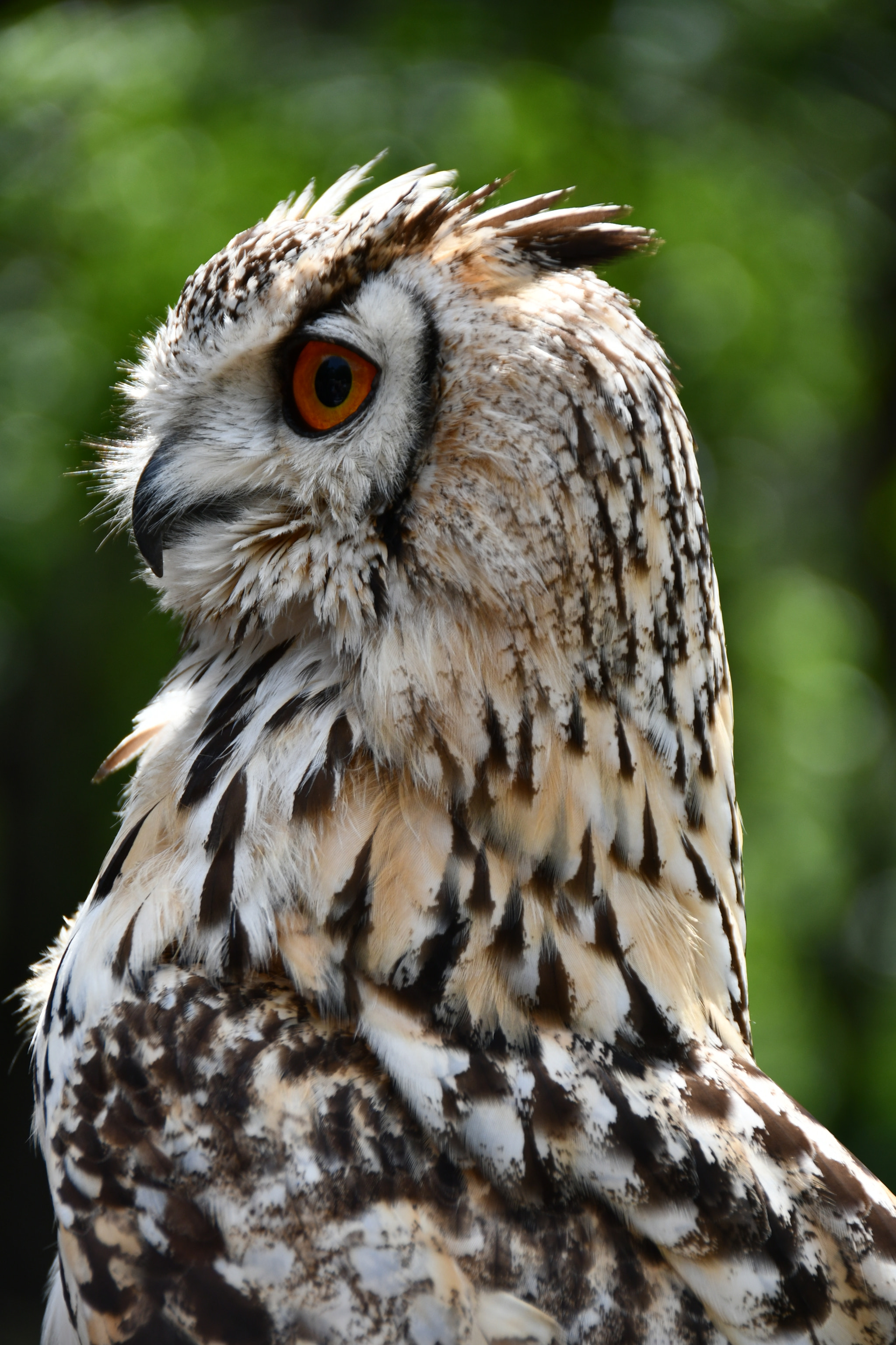 Nikon D7500 sample photo. Owl photography