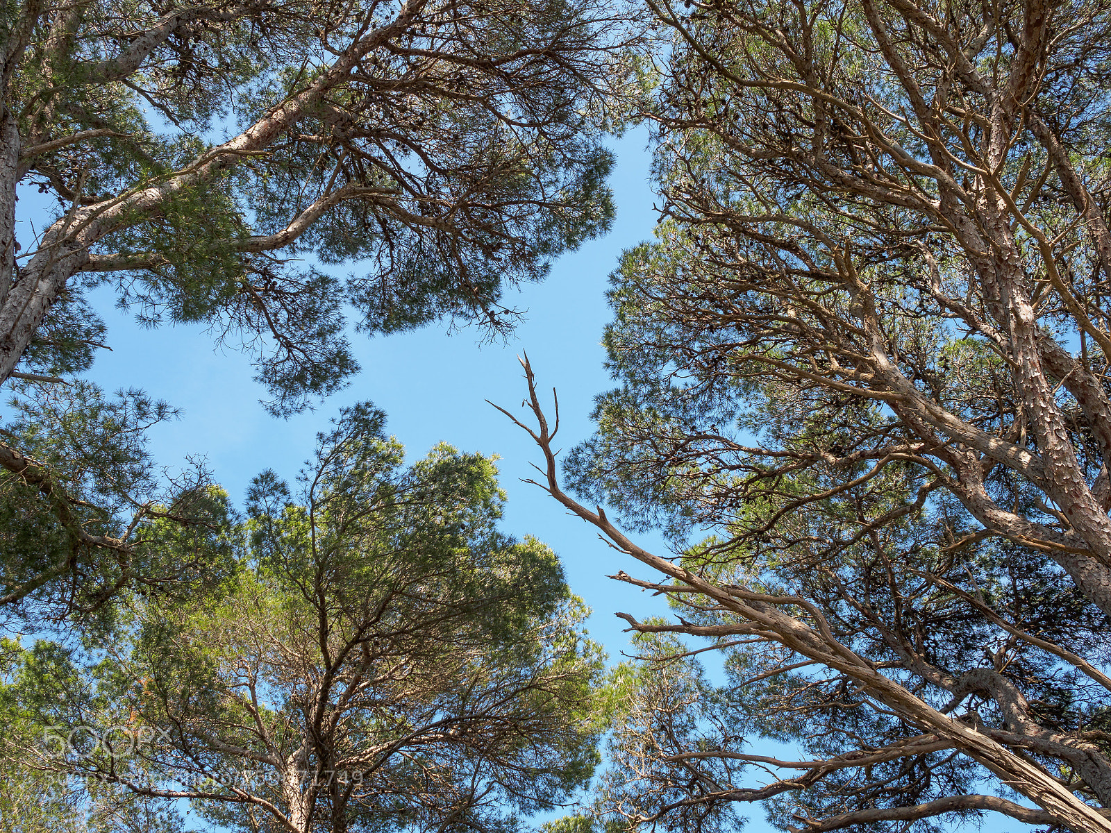 Olympus OM-D E-M10 II sample photo. Foliage photography
