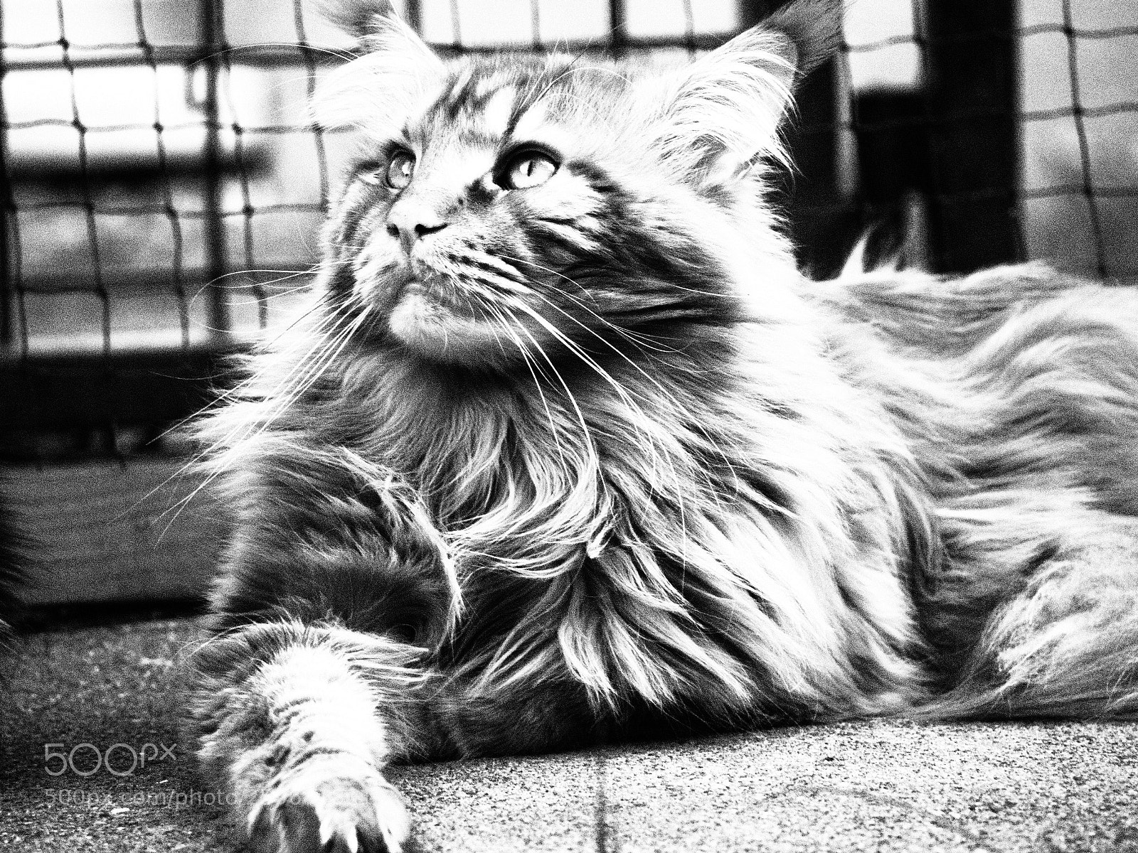 Olympus OM-D E-M10 II sample photo. Kitty cat photography