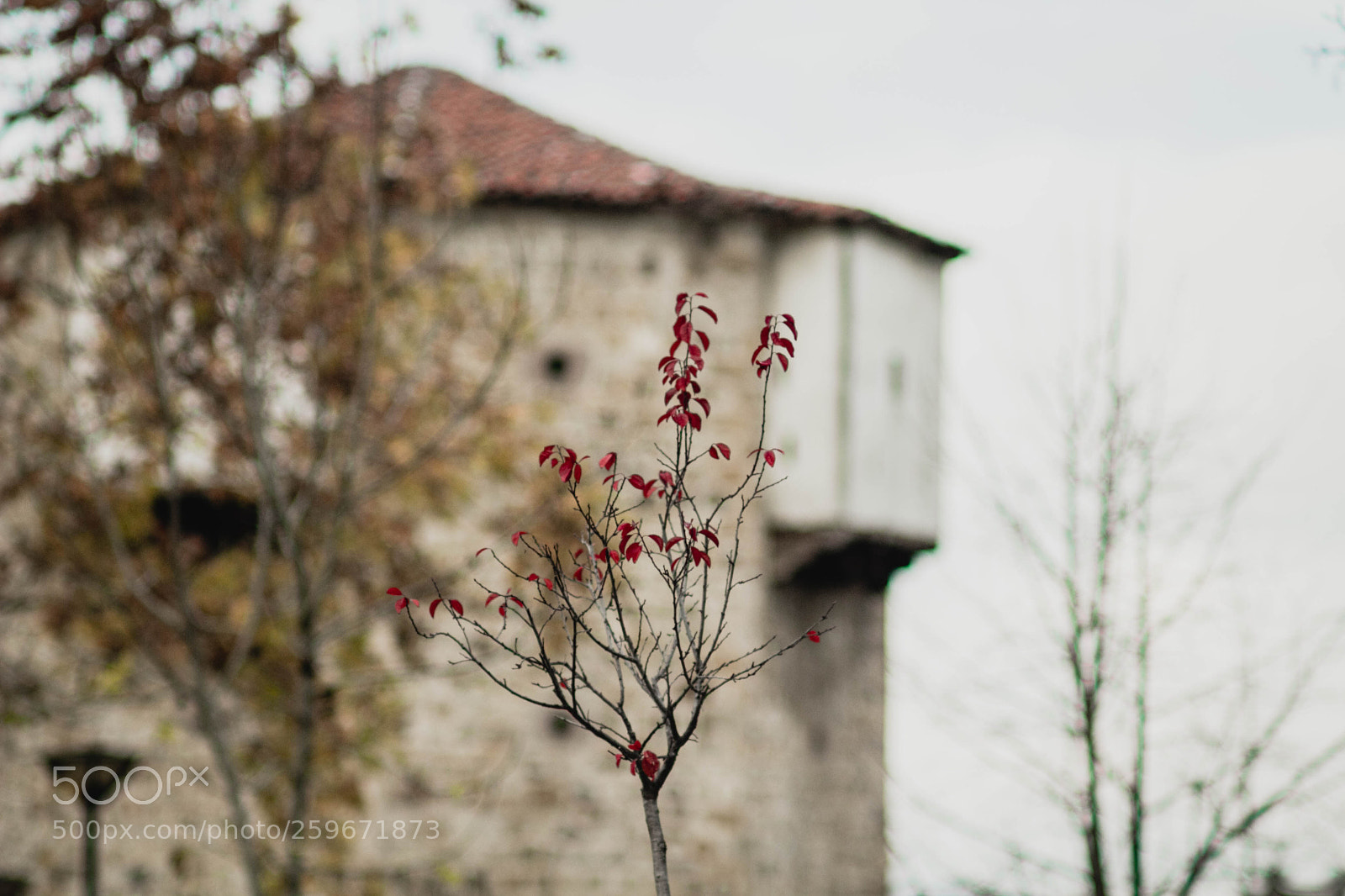 Canon EOS 60D sample photo. Kula motrilja photography