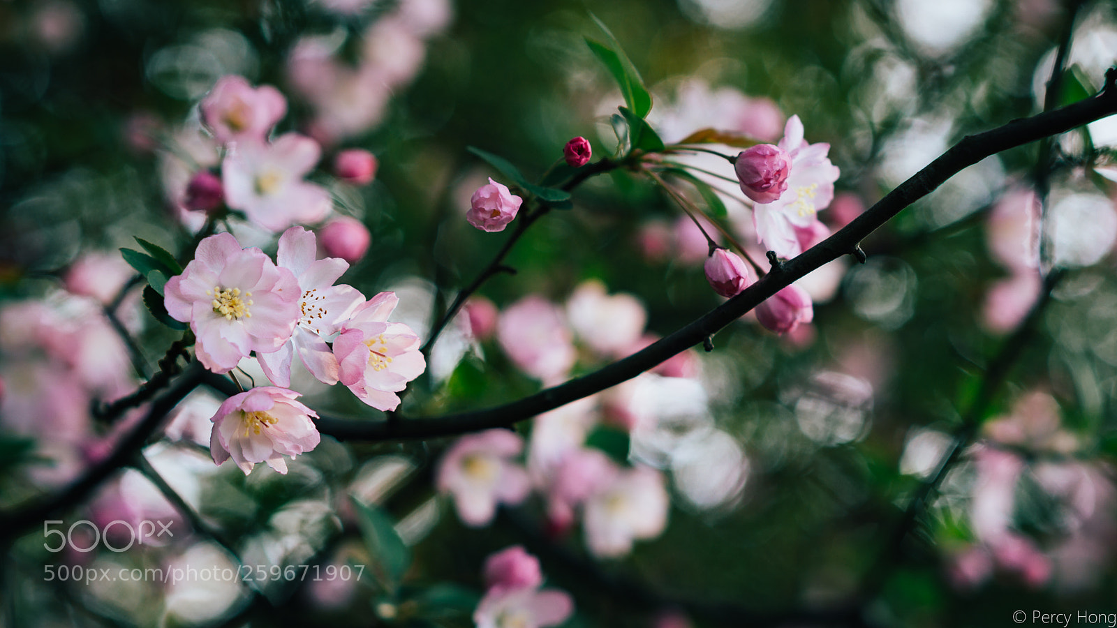 Sony a6000 sample photo. Spring photography