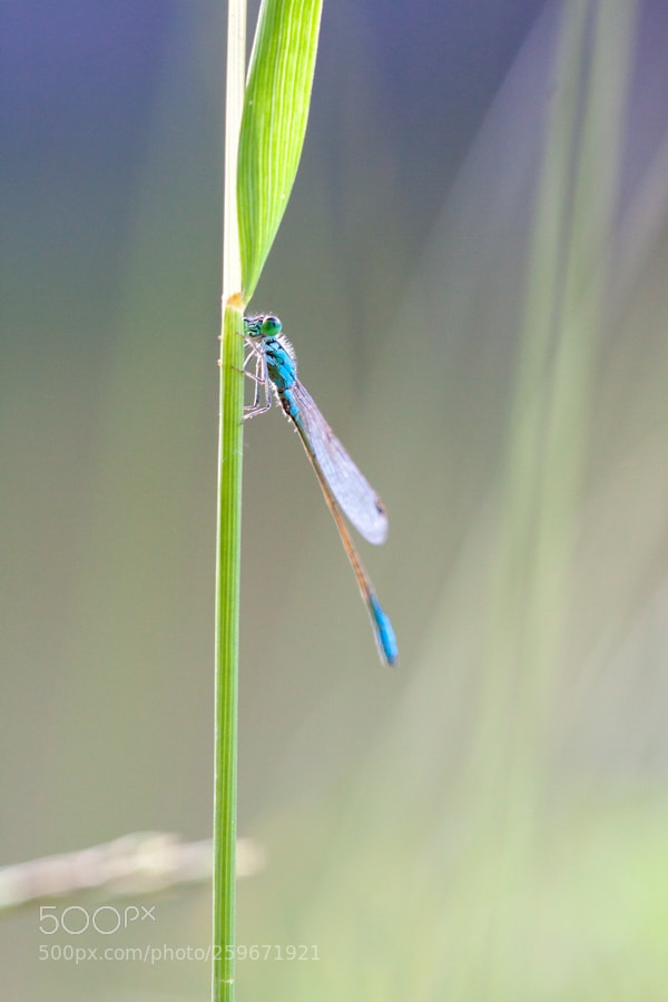 Canon EOS 50D sample photo. Blue grass photography