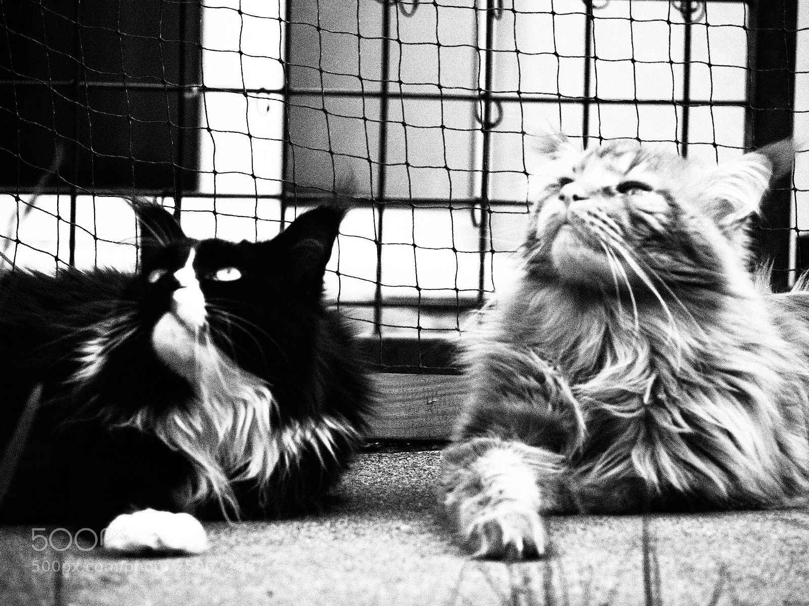 Olympus OM-D E-M10 II sample photo. Kitty cat photography