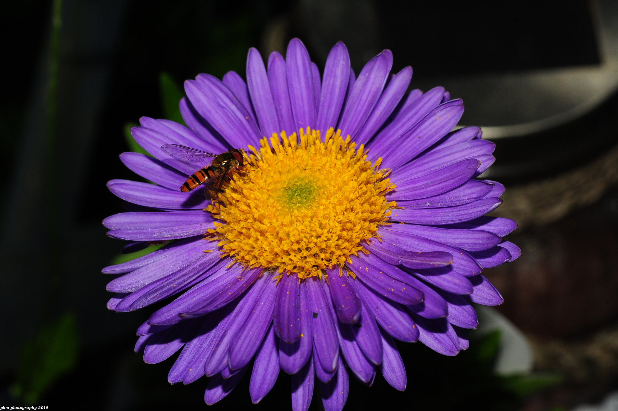 Nikon D700 sample photo. Aster alpinus violet photography