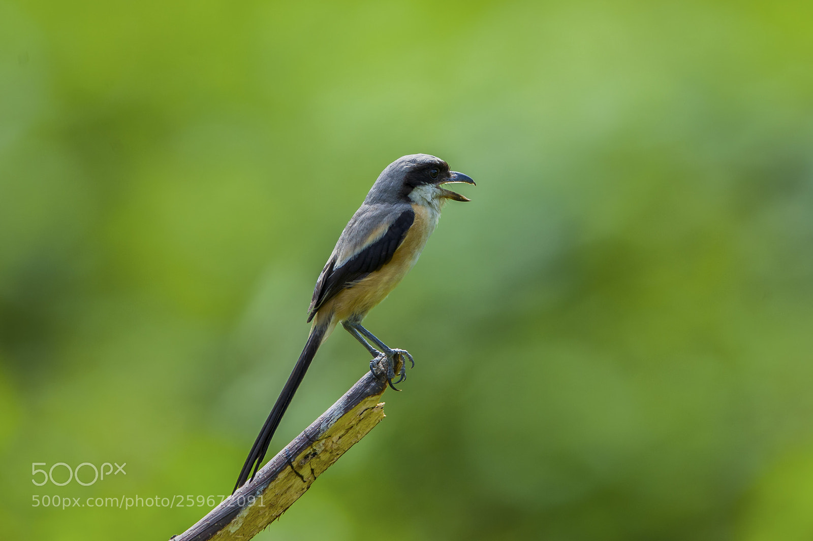 Nikon D4 sample photo. Long tailed shrike photography