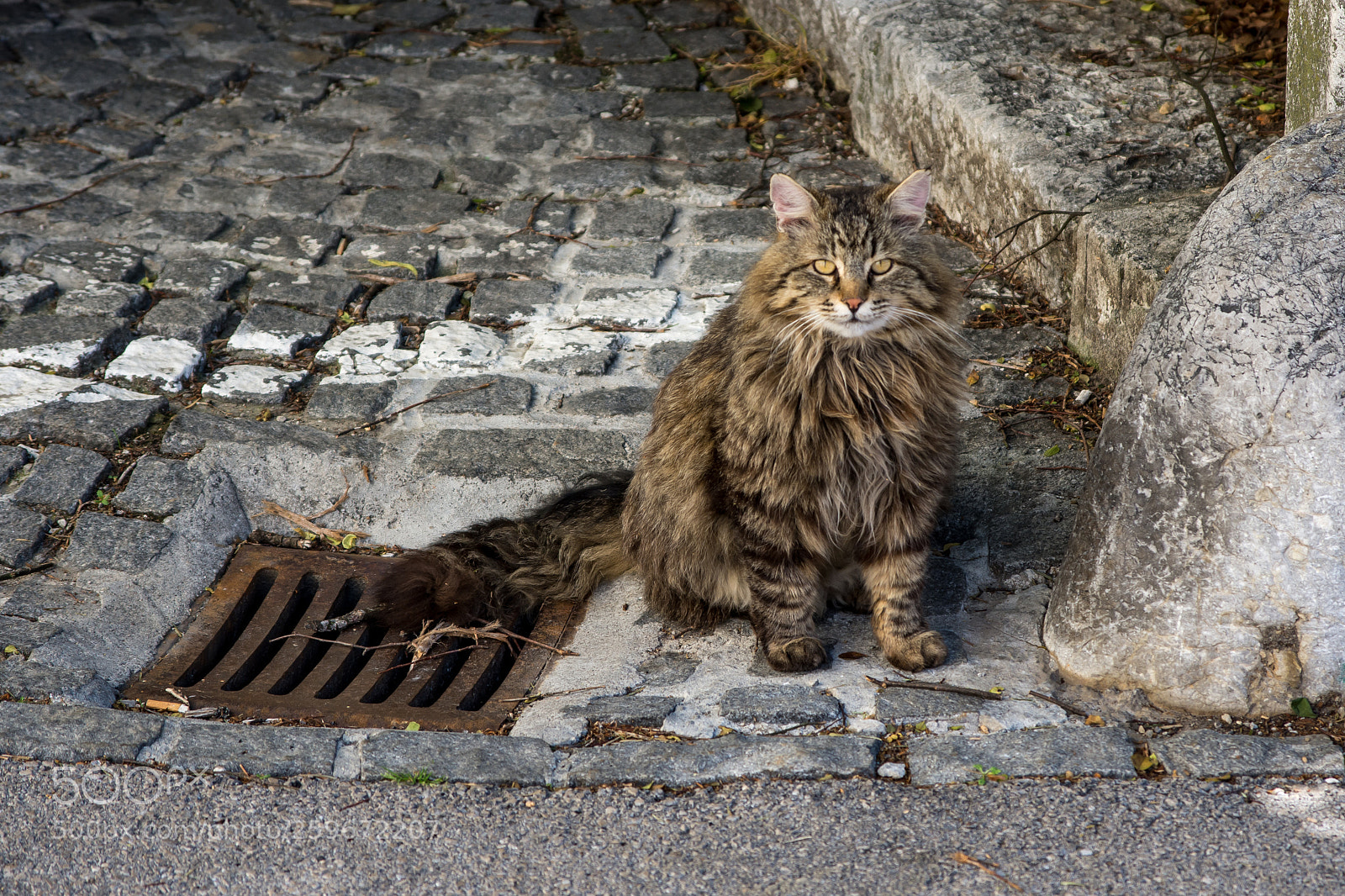 Nikon D7200 sample photo. Kitty photography