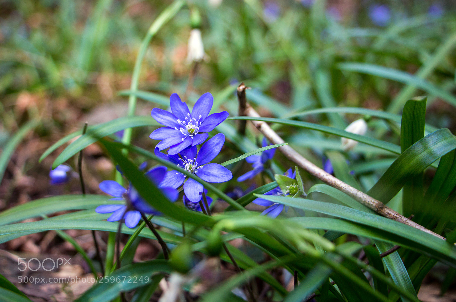 Canon EOS 700D (EOS Rebel T5i / EOS Kiss X7i) sample photo. Blaue blume photography
