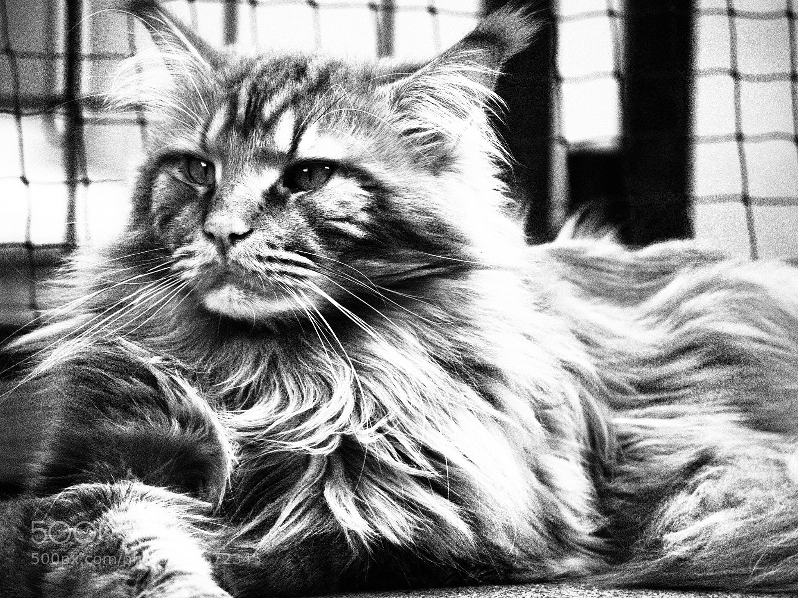 Olympus OM-D E-M10 II sample photo. Kitty cat photography
