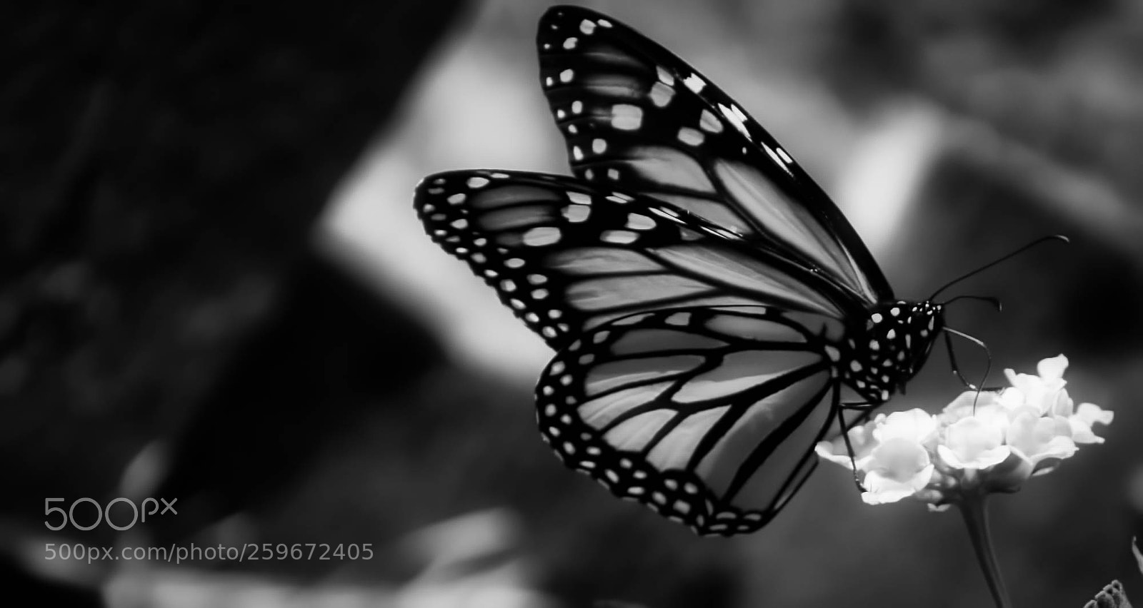 Nikon D5600 sample photo. Butterfly photography
