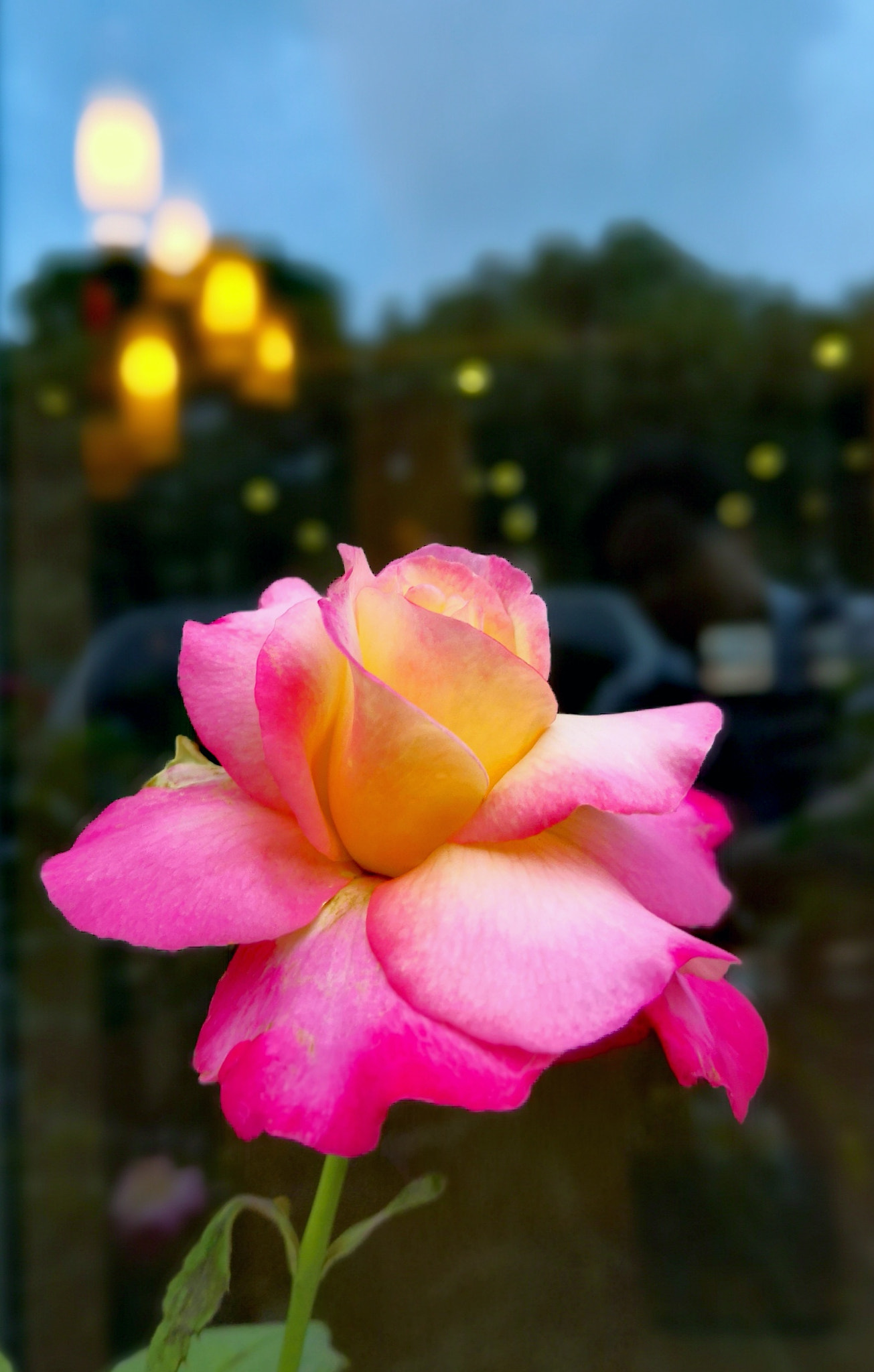 HUAWEI Honor 10 sample photo. Red rose photography
