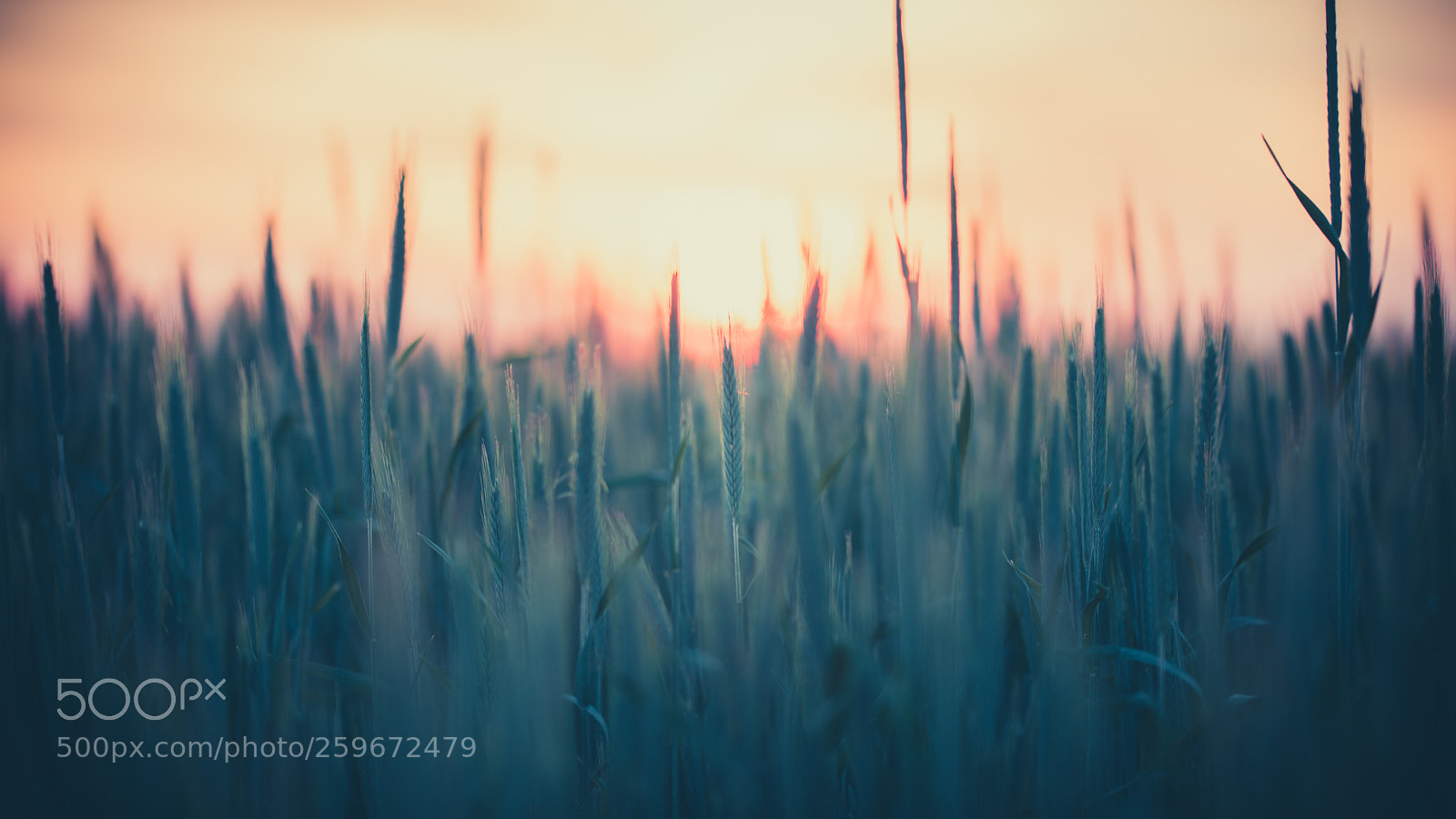 Nikon D810 sample photo. Field at sunrise photography