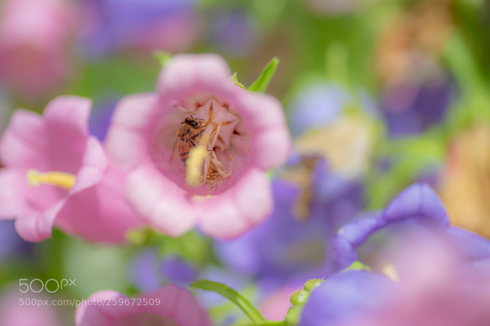 Nikon D850 sample photo. Bee in the flower. photography