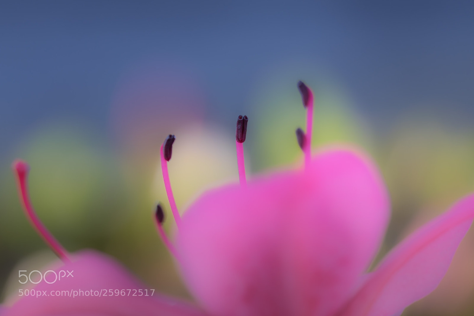 Nikon D850 sample photo. Azalea photography