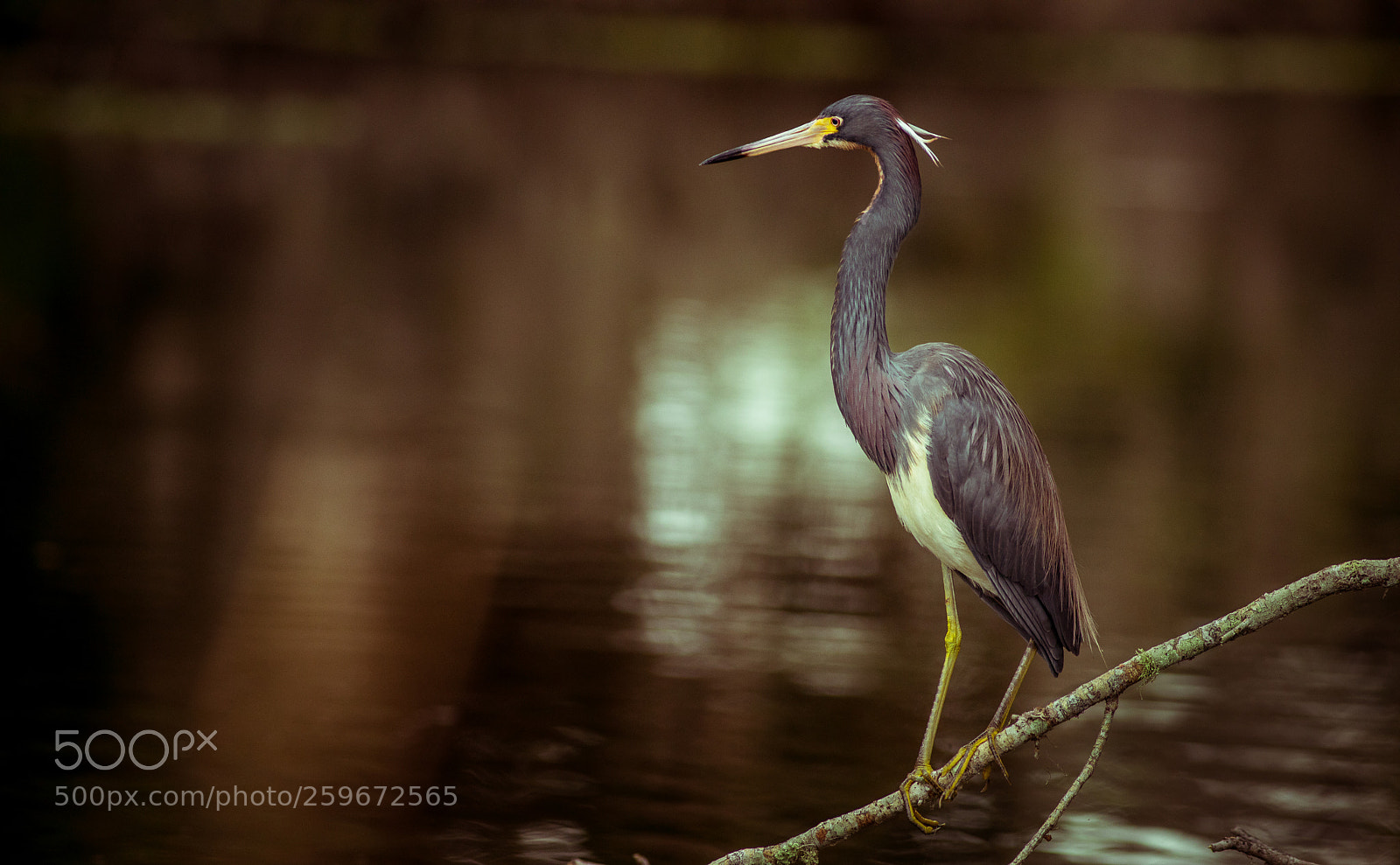 Canon EOS 5D Mark IV sample photo. Tri colored heron photography
