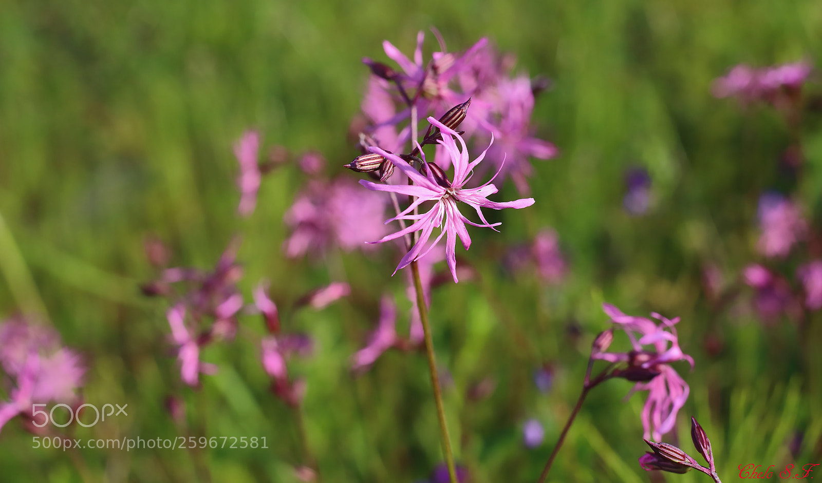 Canon EOS 6D sample photo. Untitled photography