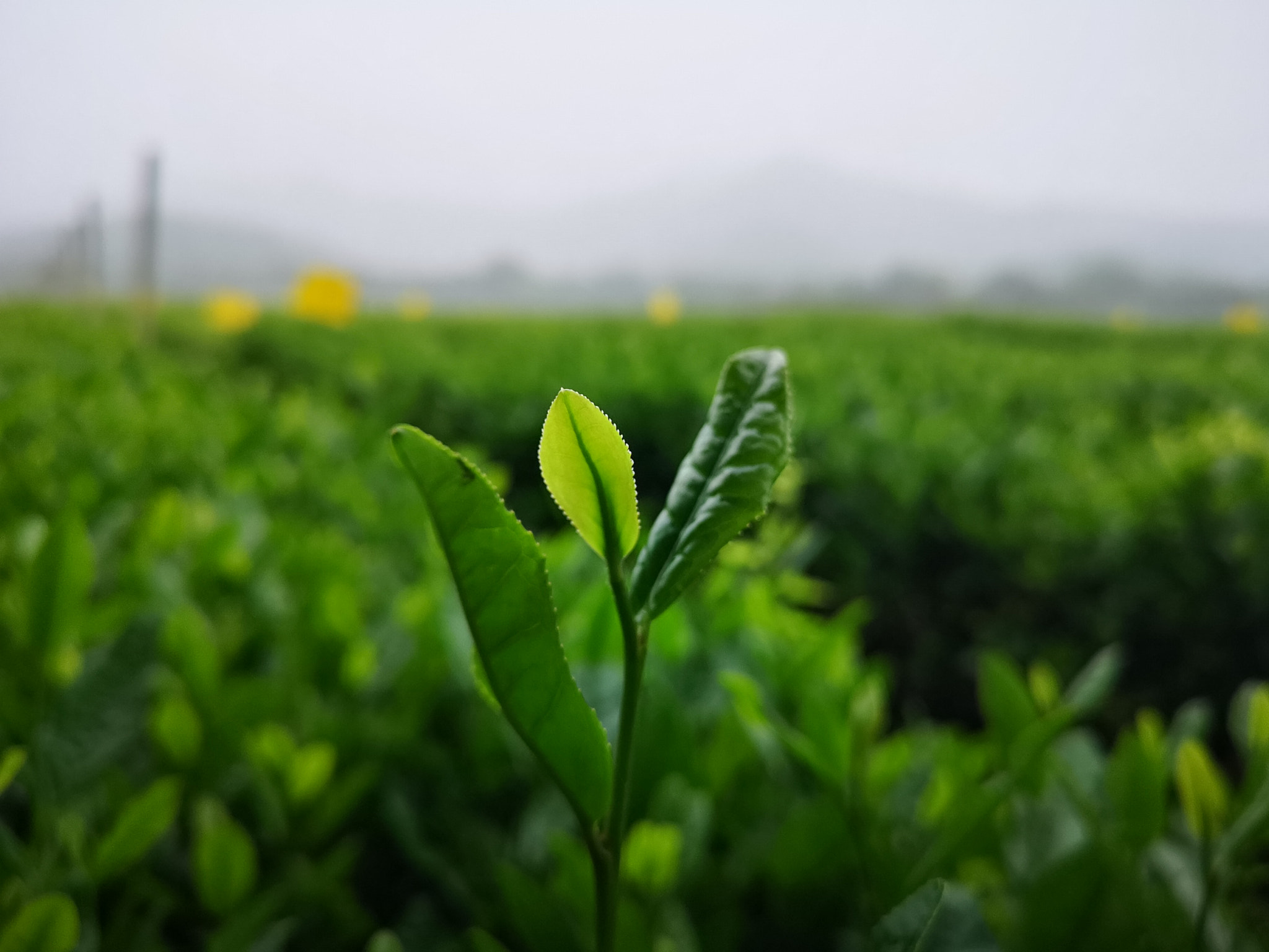 HUAWEI P20 Pro sample photo