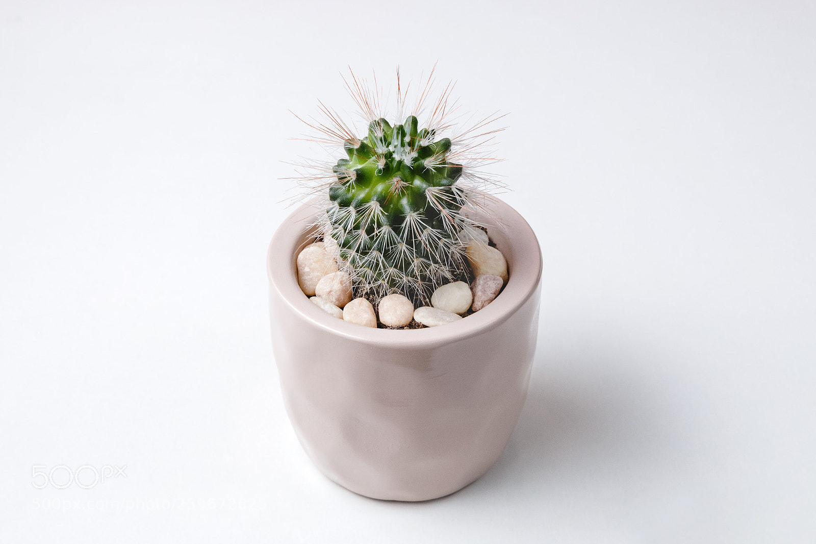 Canon EOS 70D sample photo. Small plant in pot photography