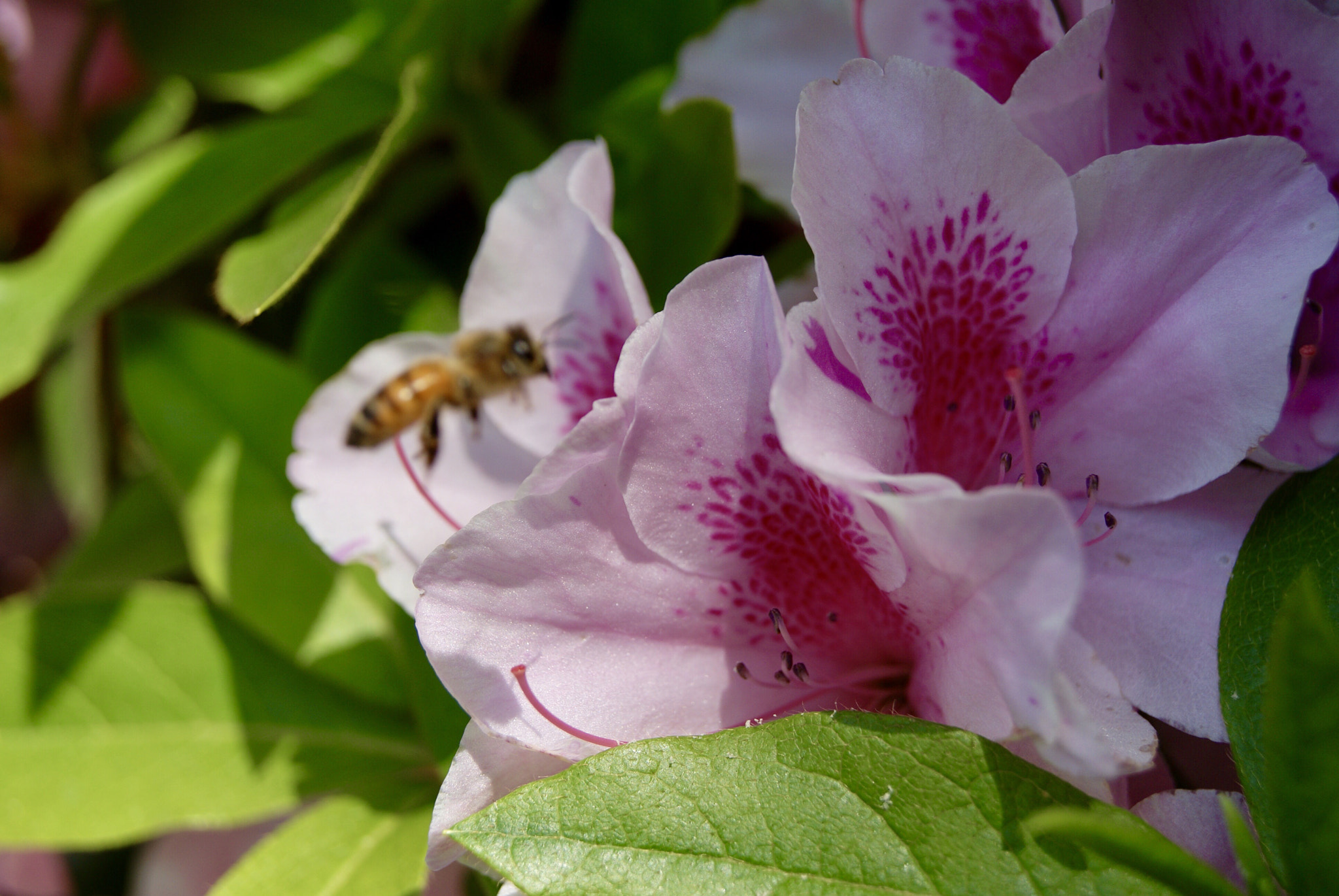Sony Alpha DSLR-A330 sample photo. Pink flower with bee photography
