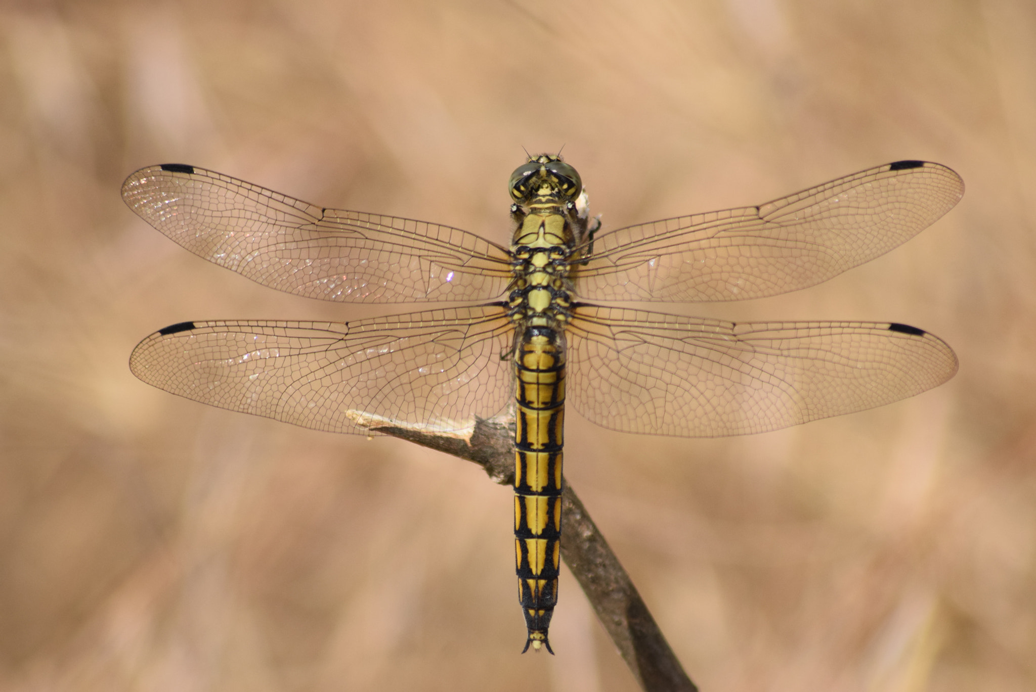 Sigma 70-300mm F4-5.6 APO DG Macro sample photo. Dragonfly 1 photography