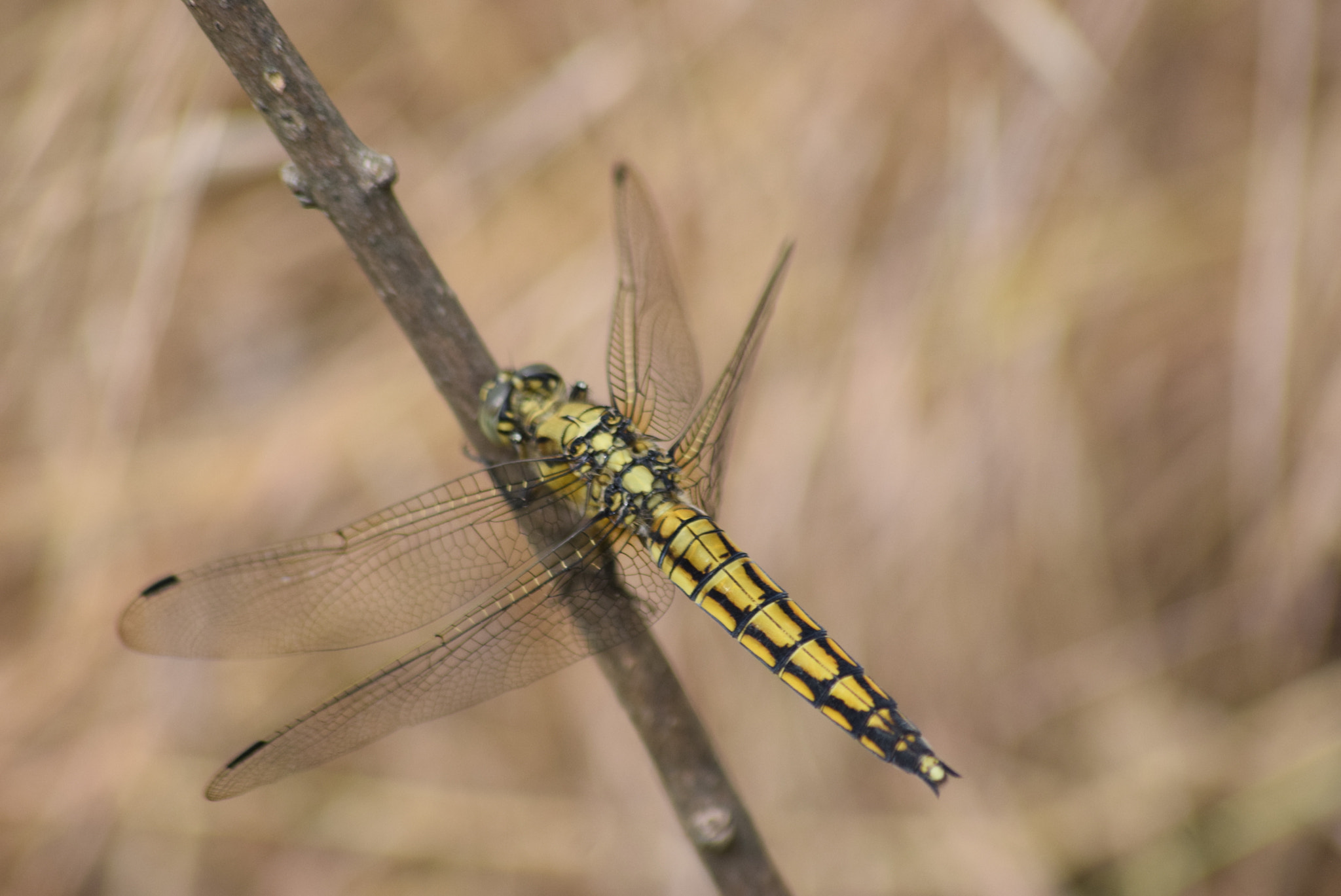 Nikon D3300 + Sigma 70-300mm F4-5.6 APO DG Macro sample photo. Dragonfly2 photography