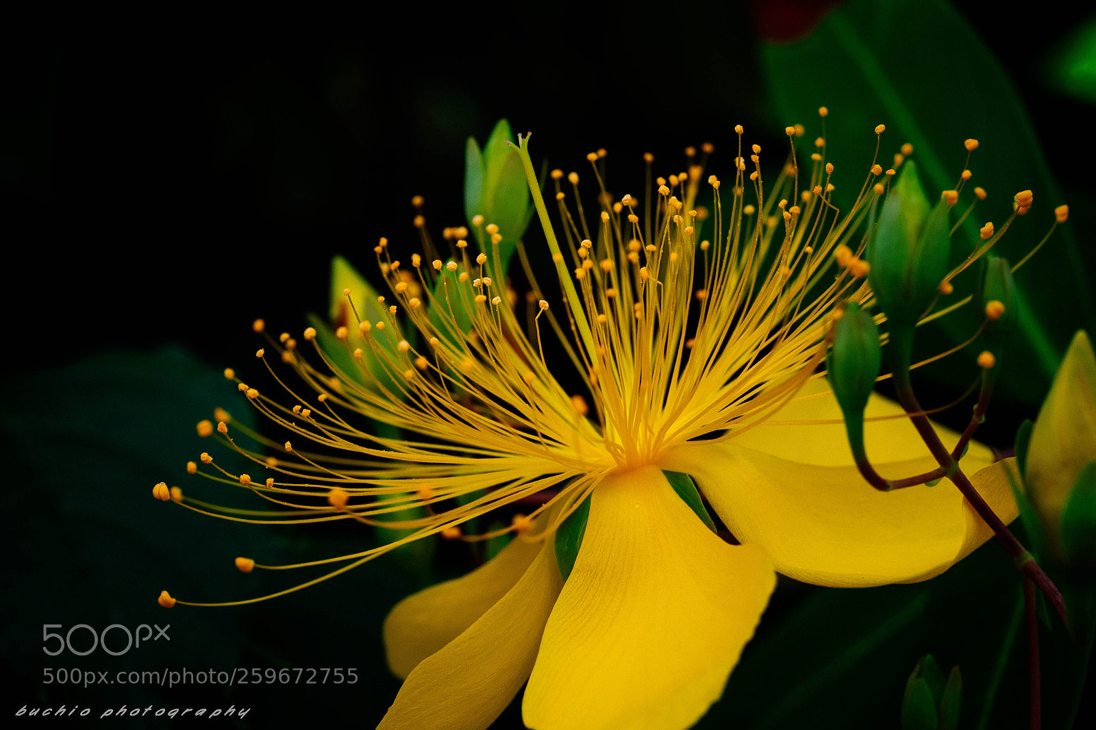 Olympus OM-D E-M1 Mark II sample photo. Hypericum chinense photography