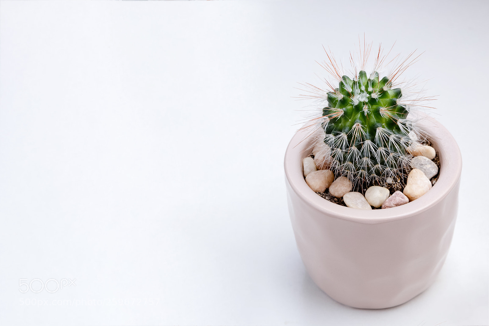 Canon EOS 70D sample photo. Small plant in pot photography