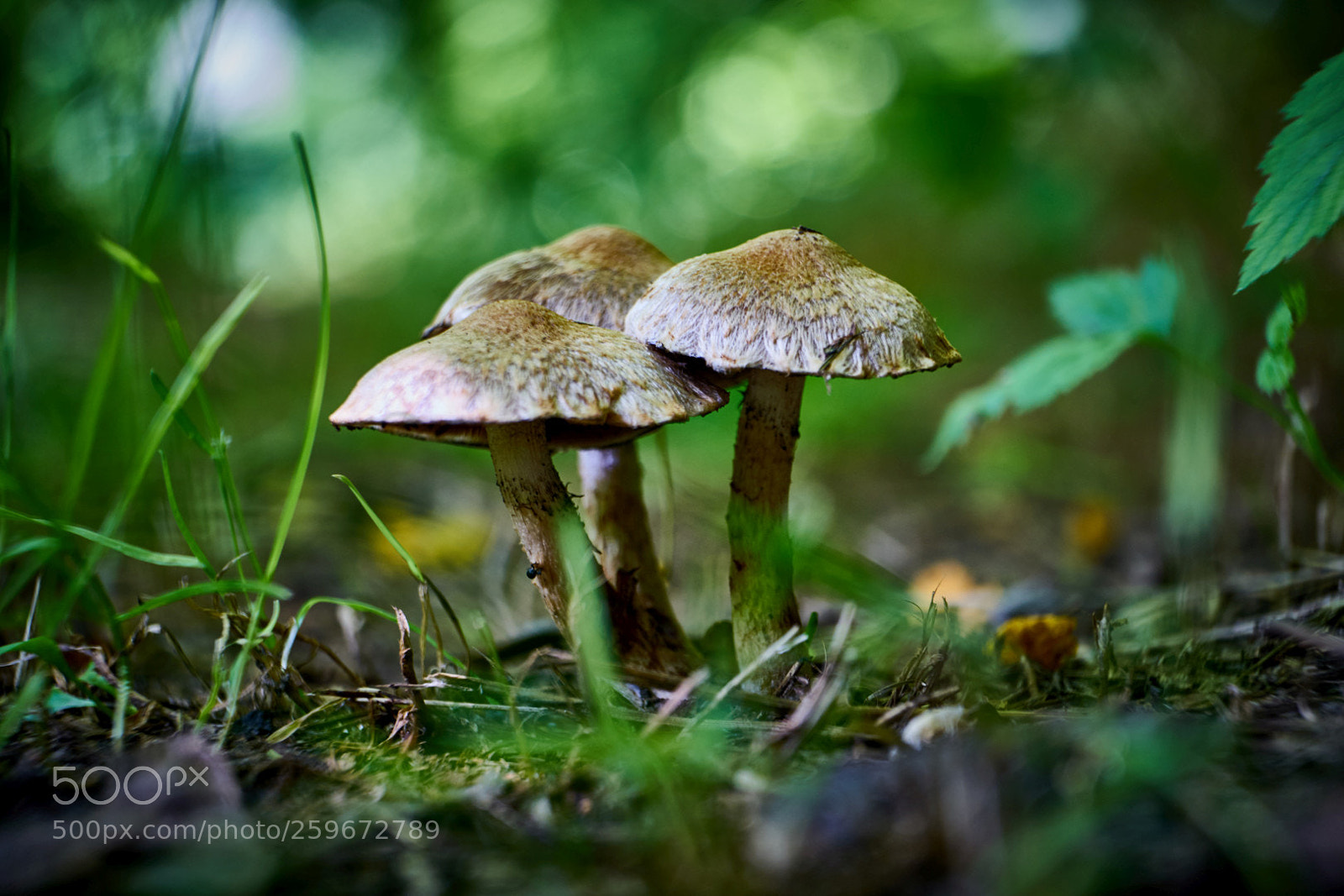 Sony a7 II sample photo. Mushrooms photography